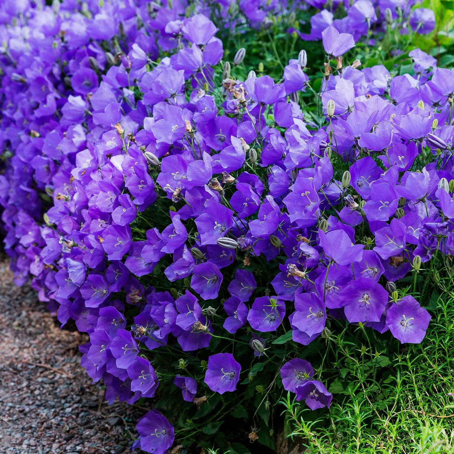 Campanula carpatica - Karpatenklokje
