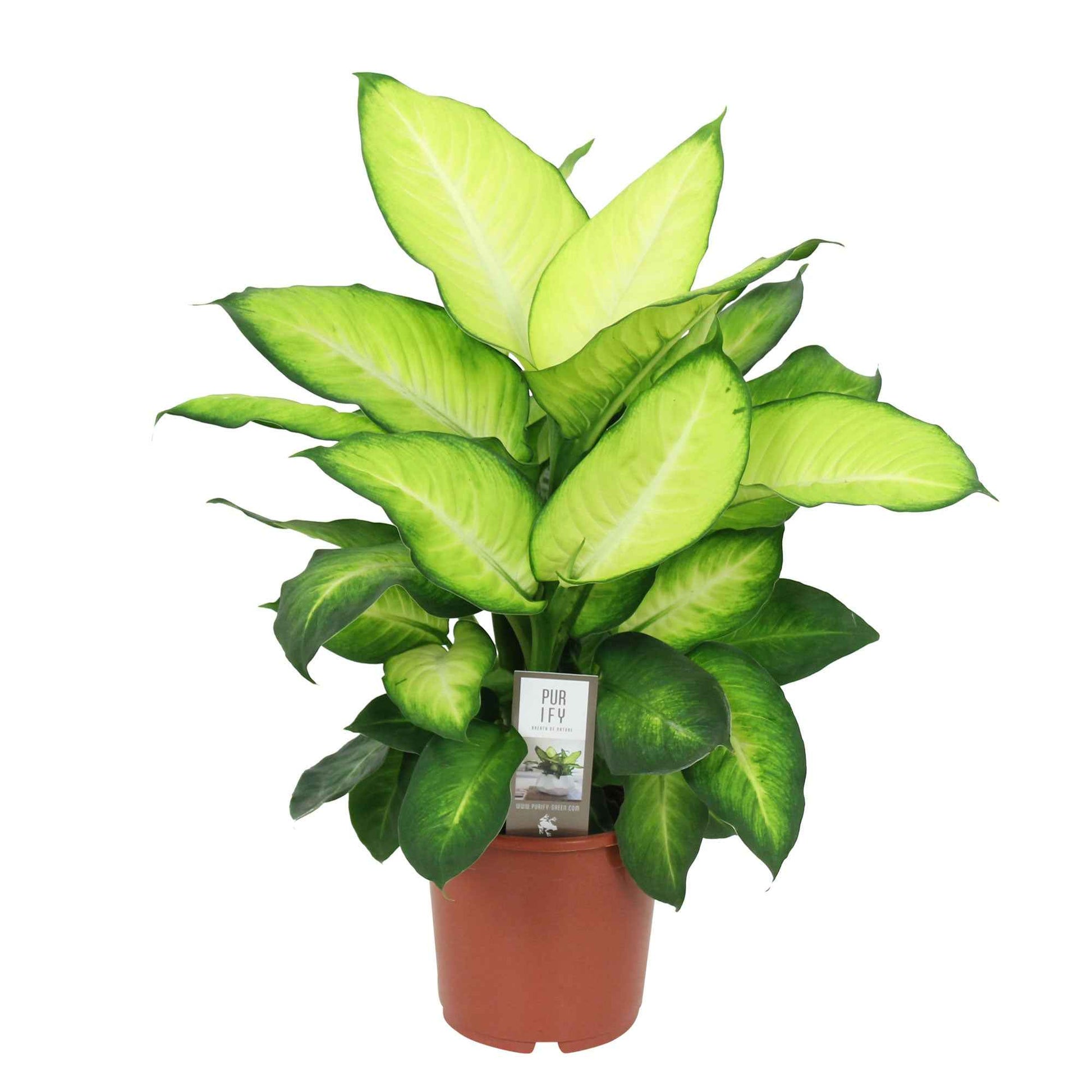 dieffenbachia gele bladeren Dief van Bagdad 'Summer Style' - Dieffenbachia summer style