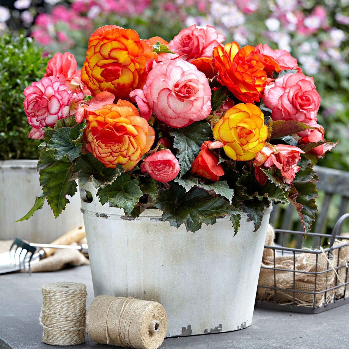 Hangbegonia 'Golden Balcony' (x5) - Begonia golden balcony - Bakker