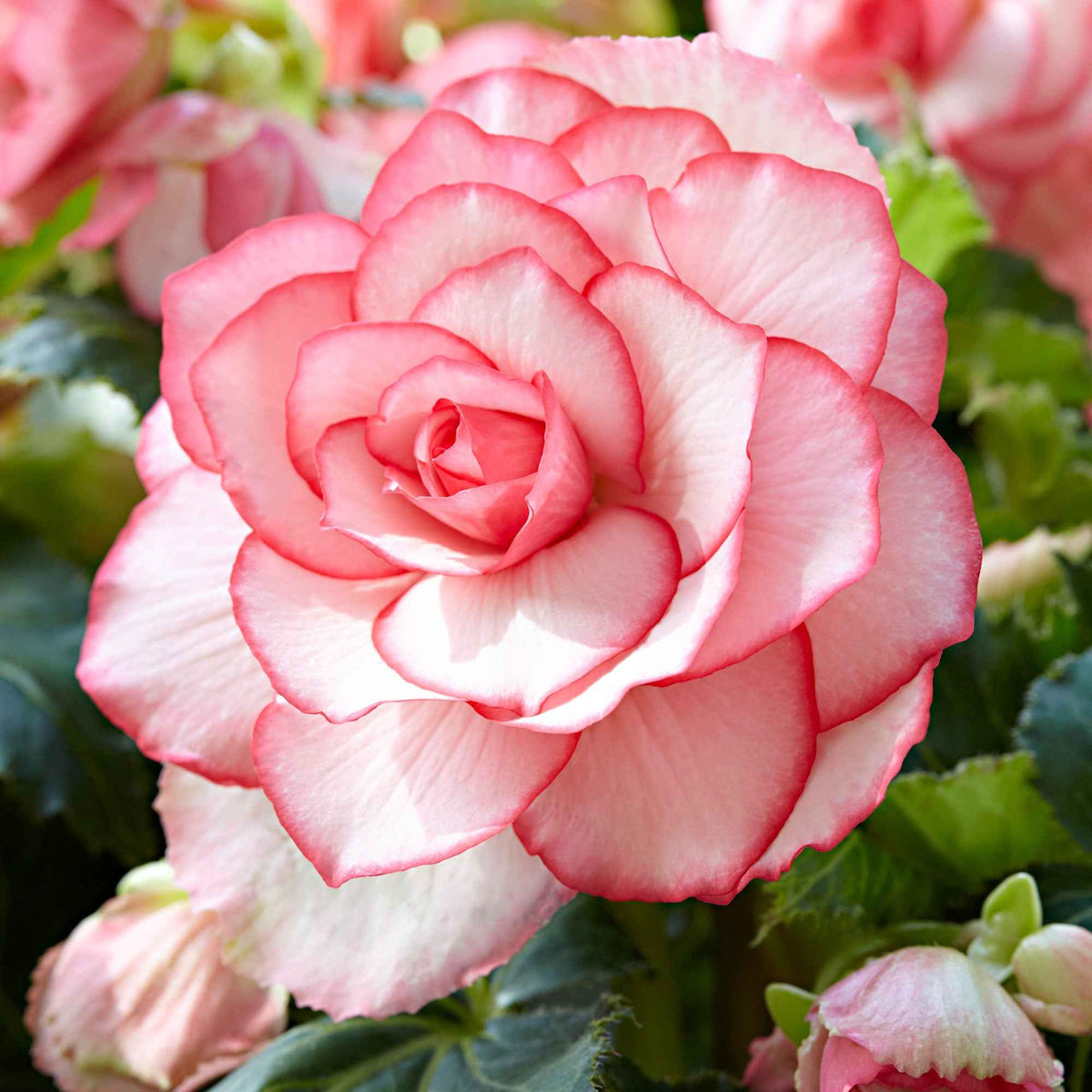 Begonia 'Cascade Florence' (x3) - Bakker