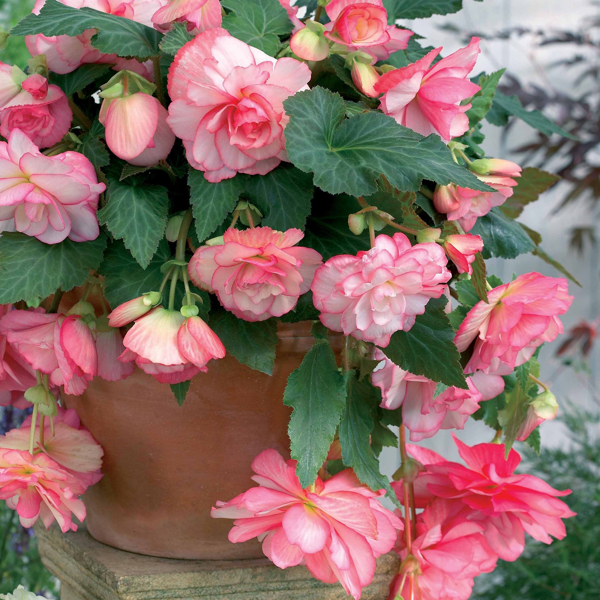 Begonia 'Cascade Florence' (x3) - Begonia - Zomerbloeiers