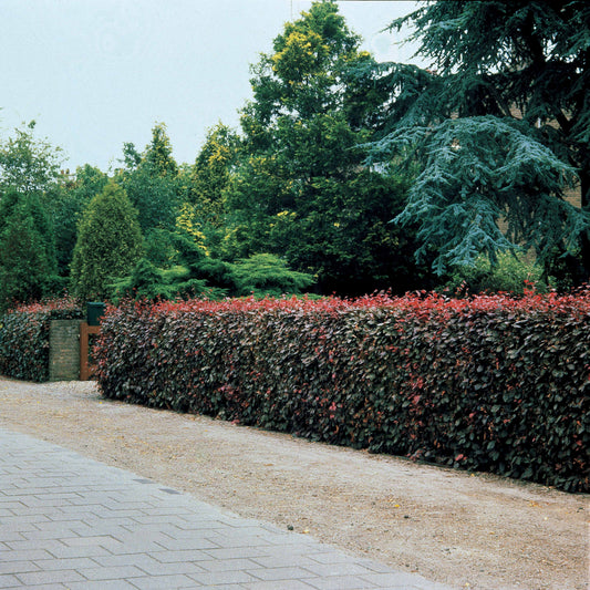 Rode beuk - Fagus sylvatica purpurea - Tuinplanten