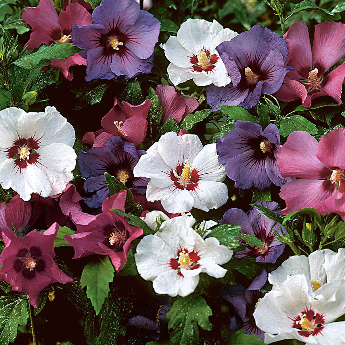 Hibiscushaag (x5) - Hibiscus syriacus - Bakker