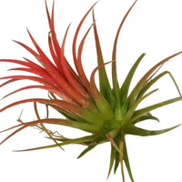 Tillandsia ionantha - Tillandsia ionantha rood xl - Type kamerplant