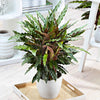 Pauwenplant 'Elger Grass' - Calathea rufibarba elger grass - Kamerplanten