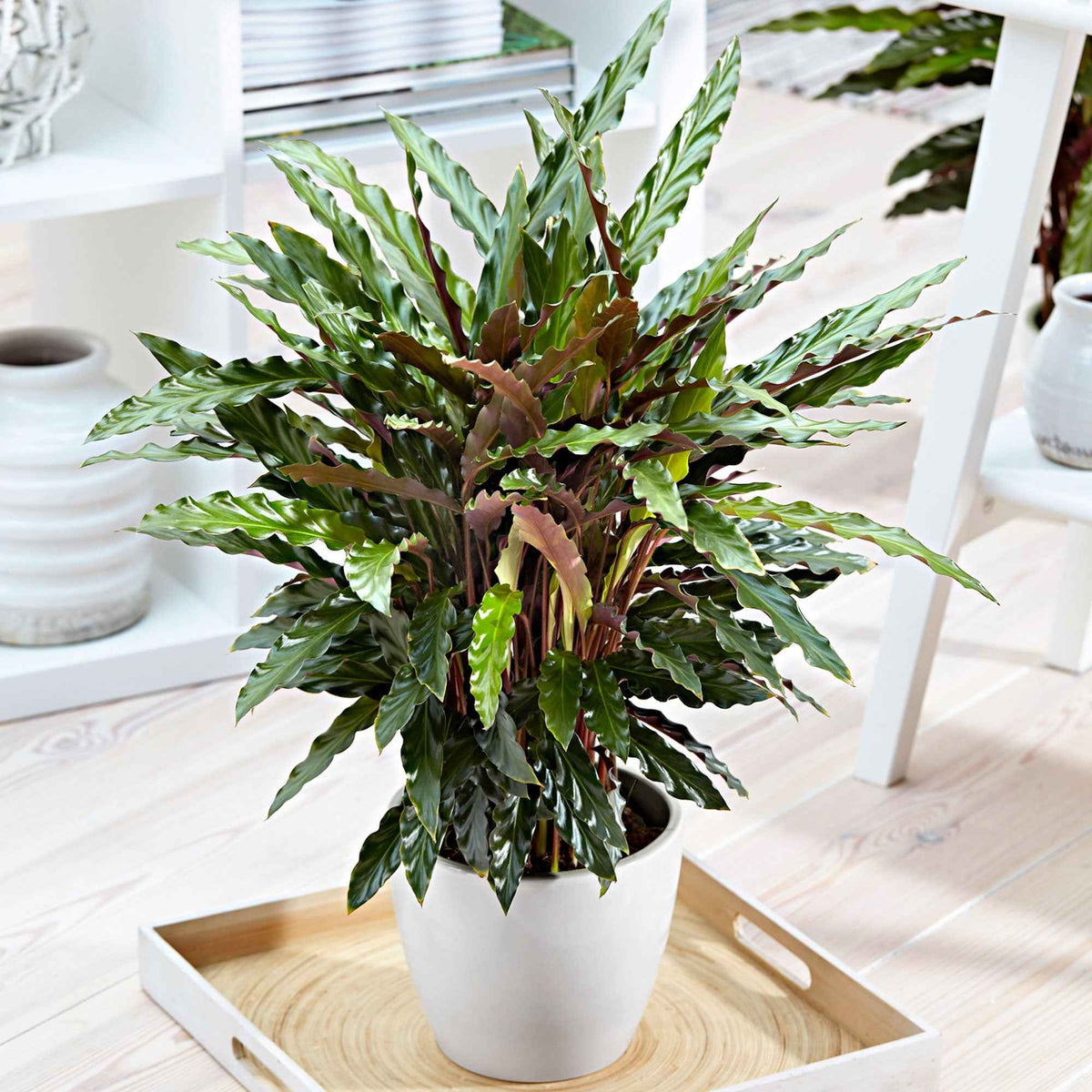 Pauwenplant 'Elger Grass' - Bakker