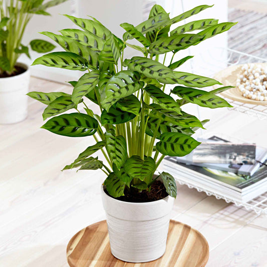 Pauwenplant 'Leopardina' - Bakker