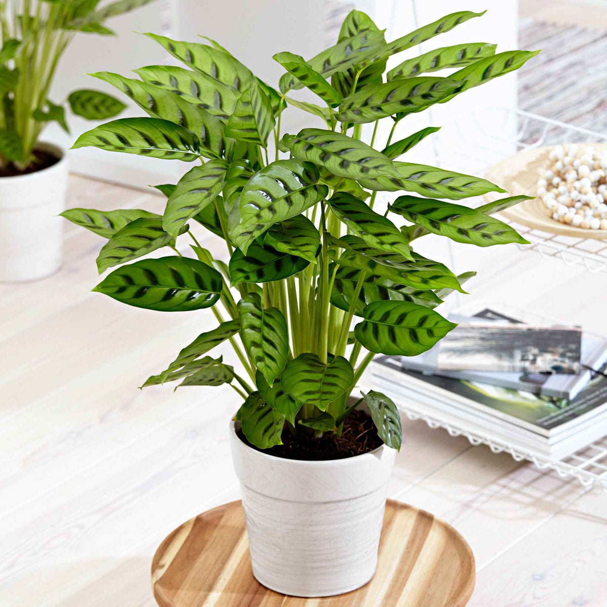 Pauwenplant 'Leopardina' - Bakker