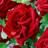 Grootbloemige roos 'Dame de Coeur' - Rosa dame de cœur, rosa queen of hearts, rosa herz-dame - Rozen