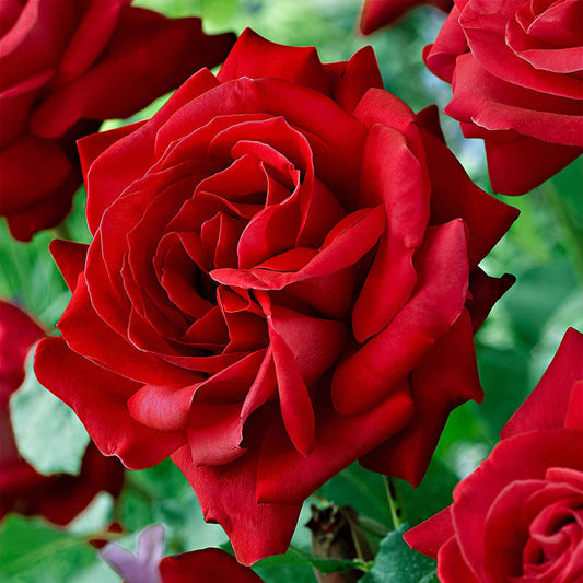 Grootbloemige roos 'Dame de Coeur' - Bakker