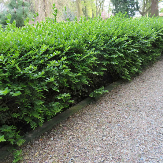 Struikkamperfoelie 'Maigrun' - Bakker