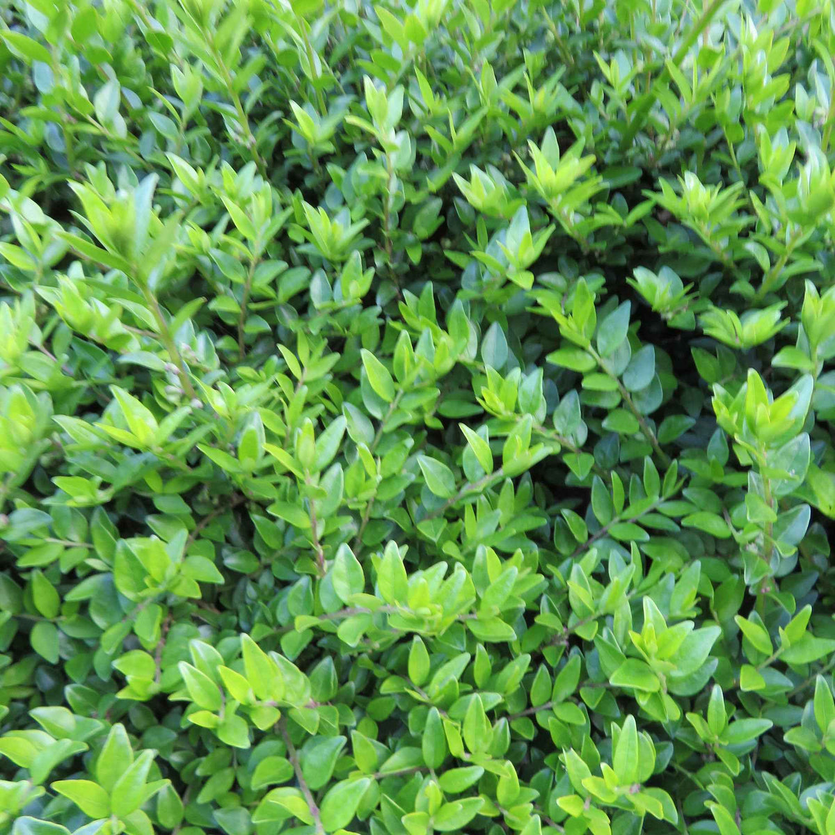 Lonicera nitida Maigruen - Struikkamperfoelie 'Maigrun' - Haagheesters