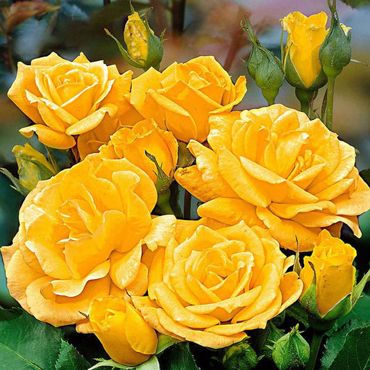 Trosroos 'Arthur Bell' - Rosa floribunda arthur bell® - Tuinplanten