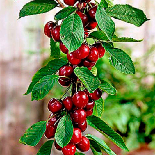 Kersenboom 'Sylvia' - Prunus avium Sylvia - Fruit