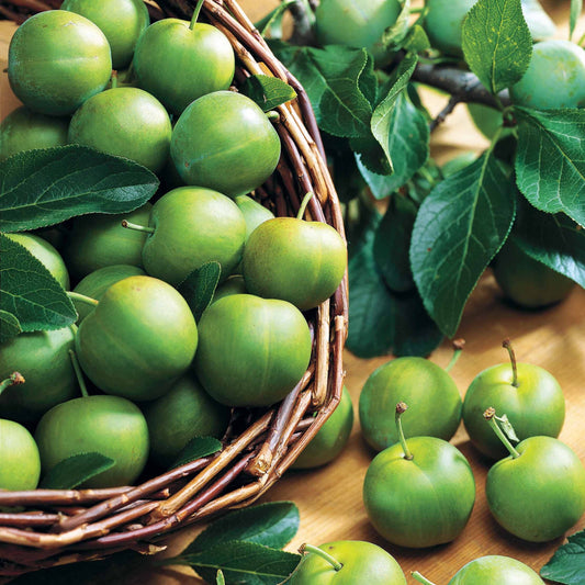 Pruimenboom 'Reine-Claude Vert' - Bakker