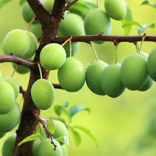 Pruimenboom 'Reine-Claude Vert' - Prunus domestica reine-claude verte - Fruit