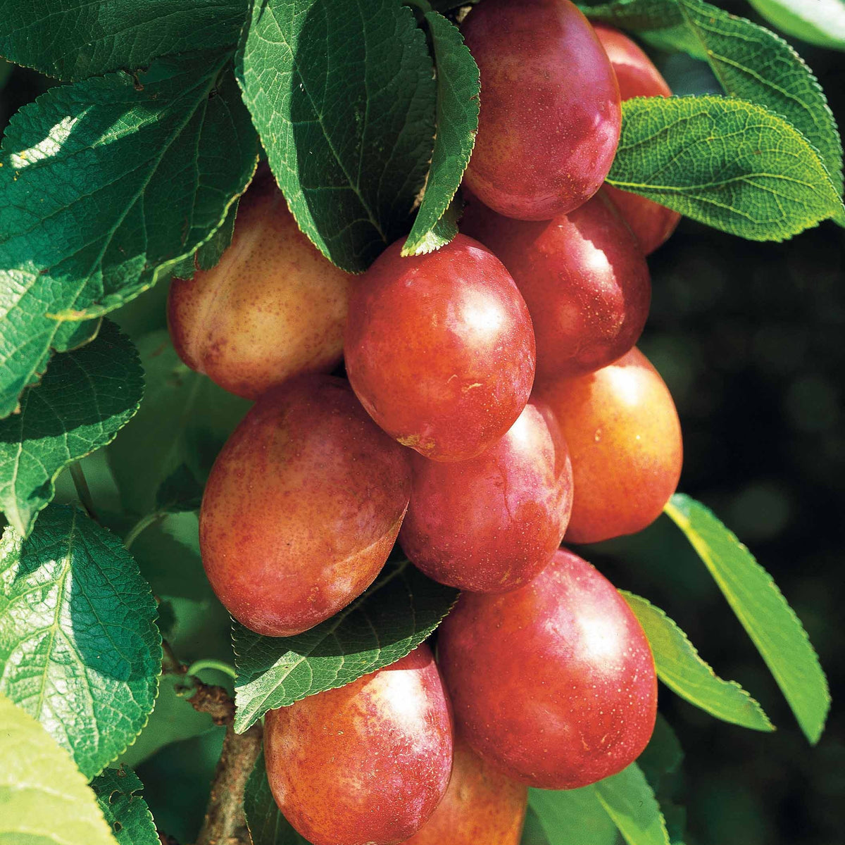 Pruimenbomen - Pruimenboom 'Victoria' - Prunus domestica Reine Victoria