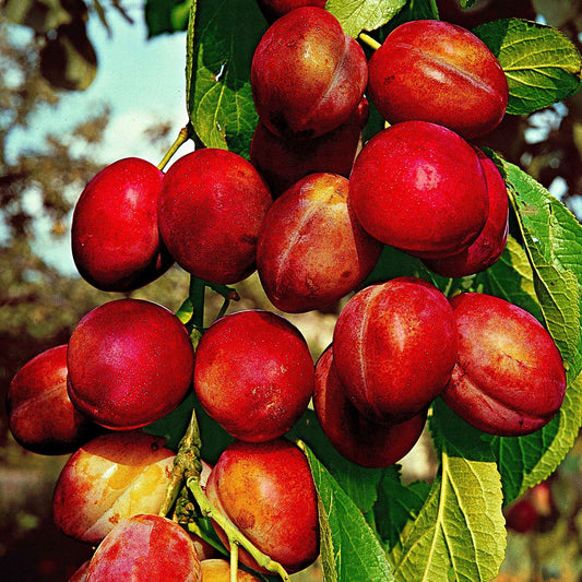 Pruimenboom 'Victoria' - Prunus domestica reine victoria - Fruit