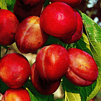 Pruimenboom 'Victoria' - Prunus domestica reine victoria - Fruitbomen