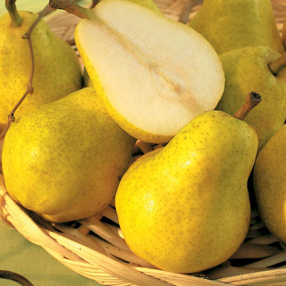 Perenboom 'Williams' - Perenbomen - Bakker