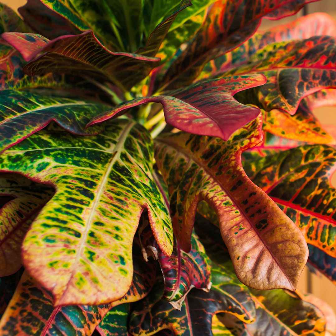 Croton 'Mrs. Iceton' - Codiaeum variegatum mrs. iceton - Bakker