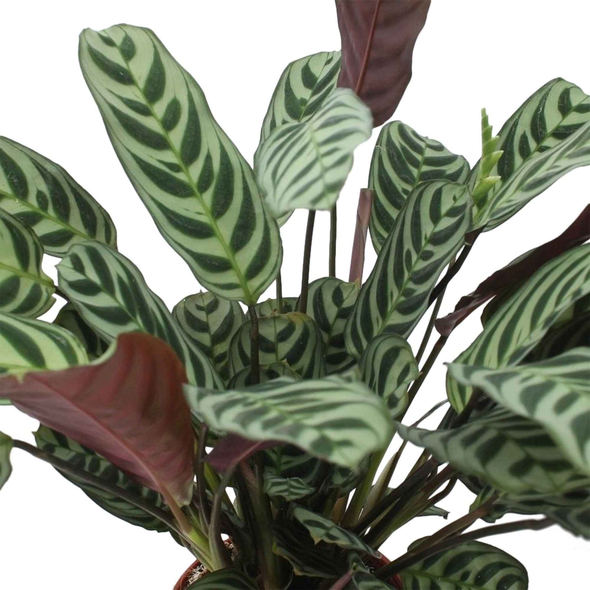 Gebedsplant - Ctenanthe burle-marxii - Groene kamerplanten