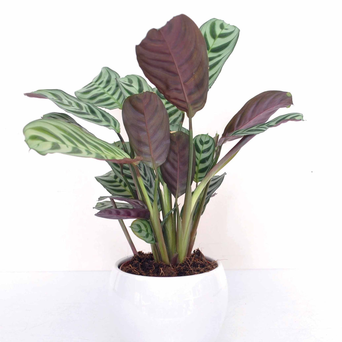 Groene kamerplanten voor interieur - Gebedsplant - Ctenanthe burle-marxii