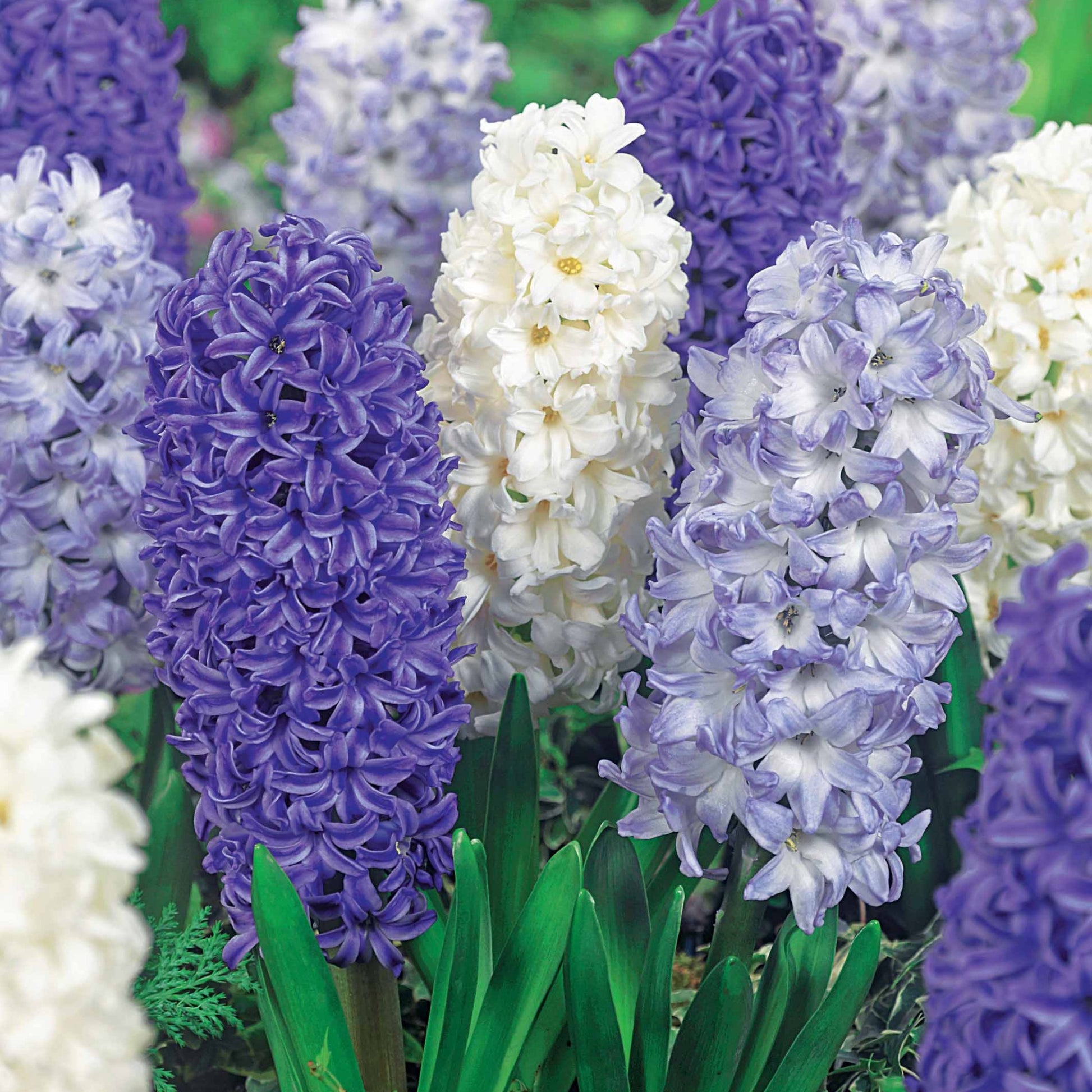 Hyacint 'Harmony' (x9) - Bakker