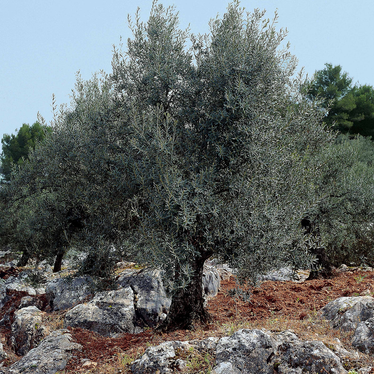 Verkoop Olijfboom op stam - Olea europaea