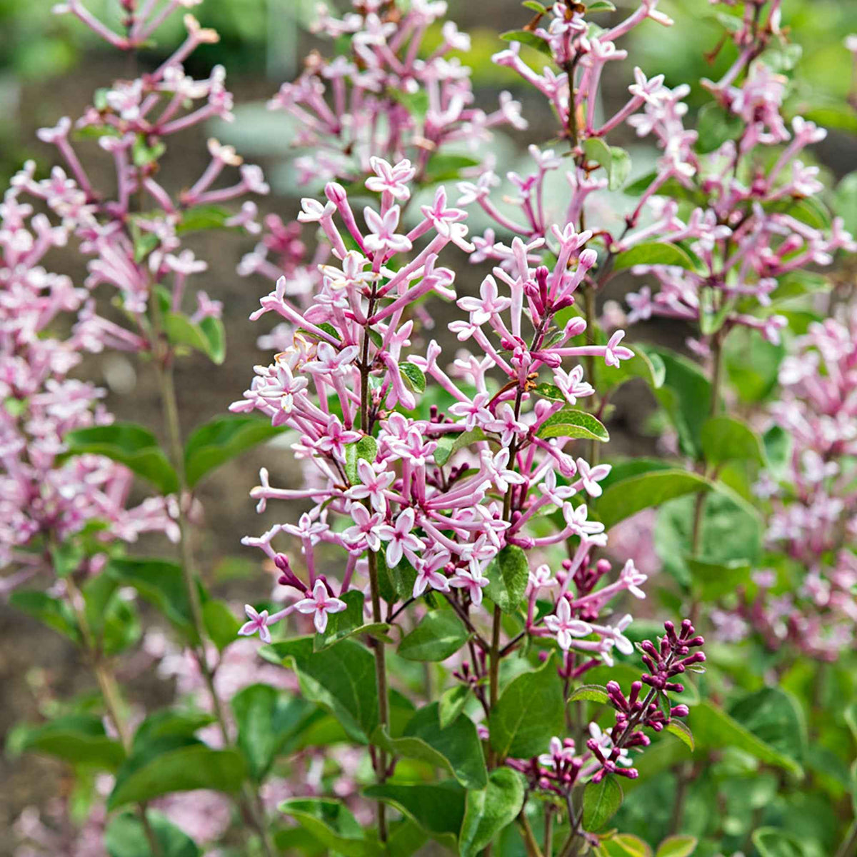 Dwergsering 'Pink Parfume' - Bakker