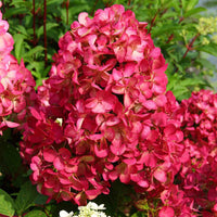 Pluimhortensia 'Diamant Rouge' - Hydrangea paniculata diamant rouge ® 'rendia' - Hortensia