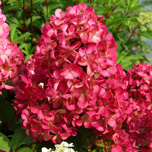 Pluimhortensia 'Diamant Rouge' - Hydrangea paniculata diamant rouge ® 'rendia' - Tuinplanten