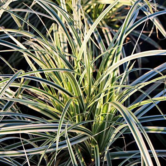 Zegge Carex 'Everest' - Carex oshimensis fiwhite everest ( evercolor® seri - Tuinplanten