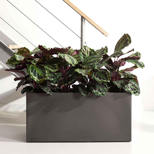 Pauwenplant 'Medaillon' - Bakker