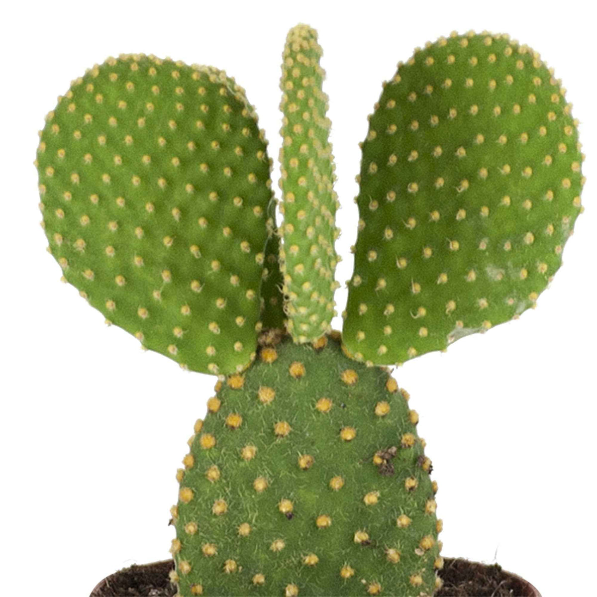Schijfcactus Opuntia microdays - Opuntia microdasys - Bakker