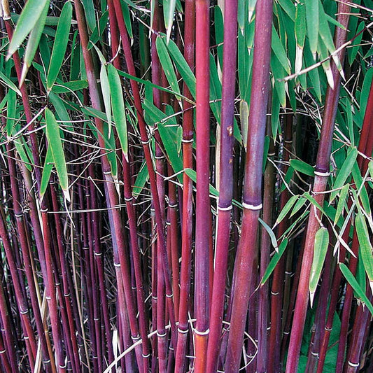 Rode bamboe - Fargesia Jiuzhaigou genf - Tuinplanten