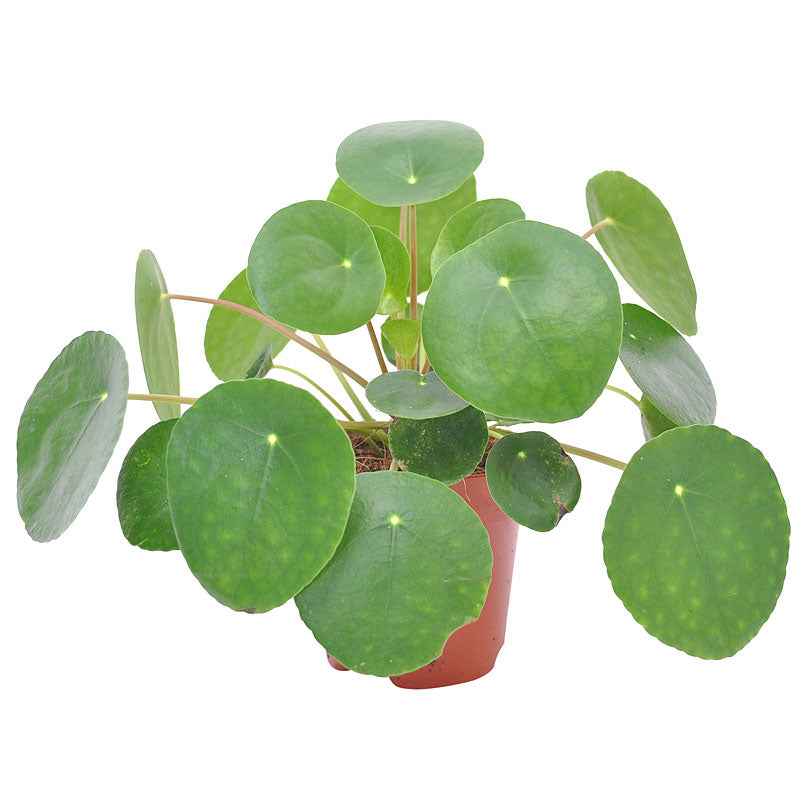 Pannenkoekplant Pilea peperomioides - Pilea peperomioides - Type kamerplant