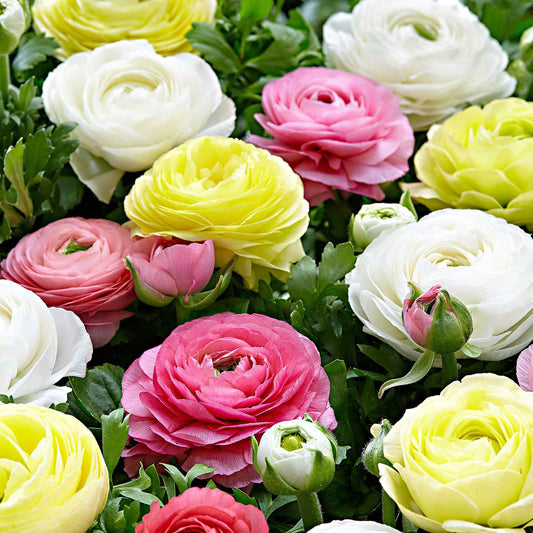 Ranonkel Mix 'Pastel' (x30) - Bakker