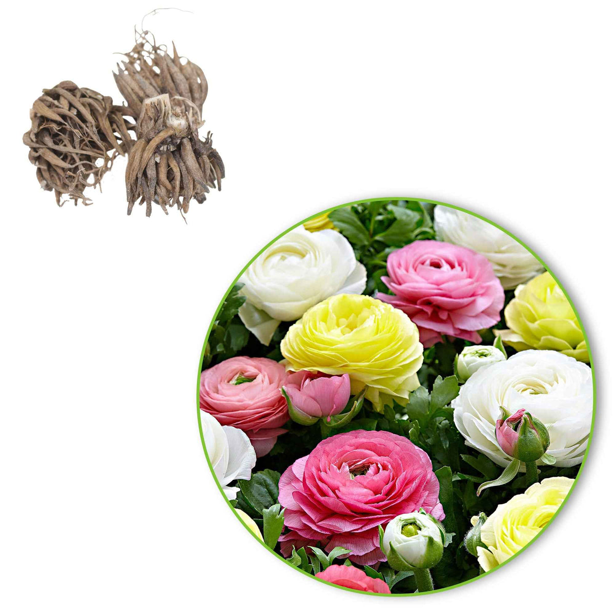 Ranonkel Mix 'Pastel' (x30) - Ranunculus - Bakker