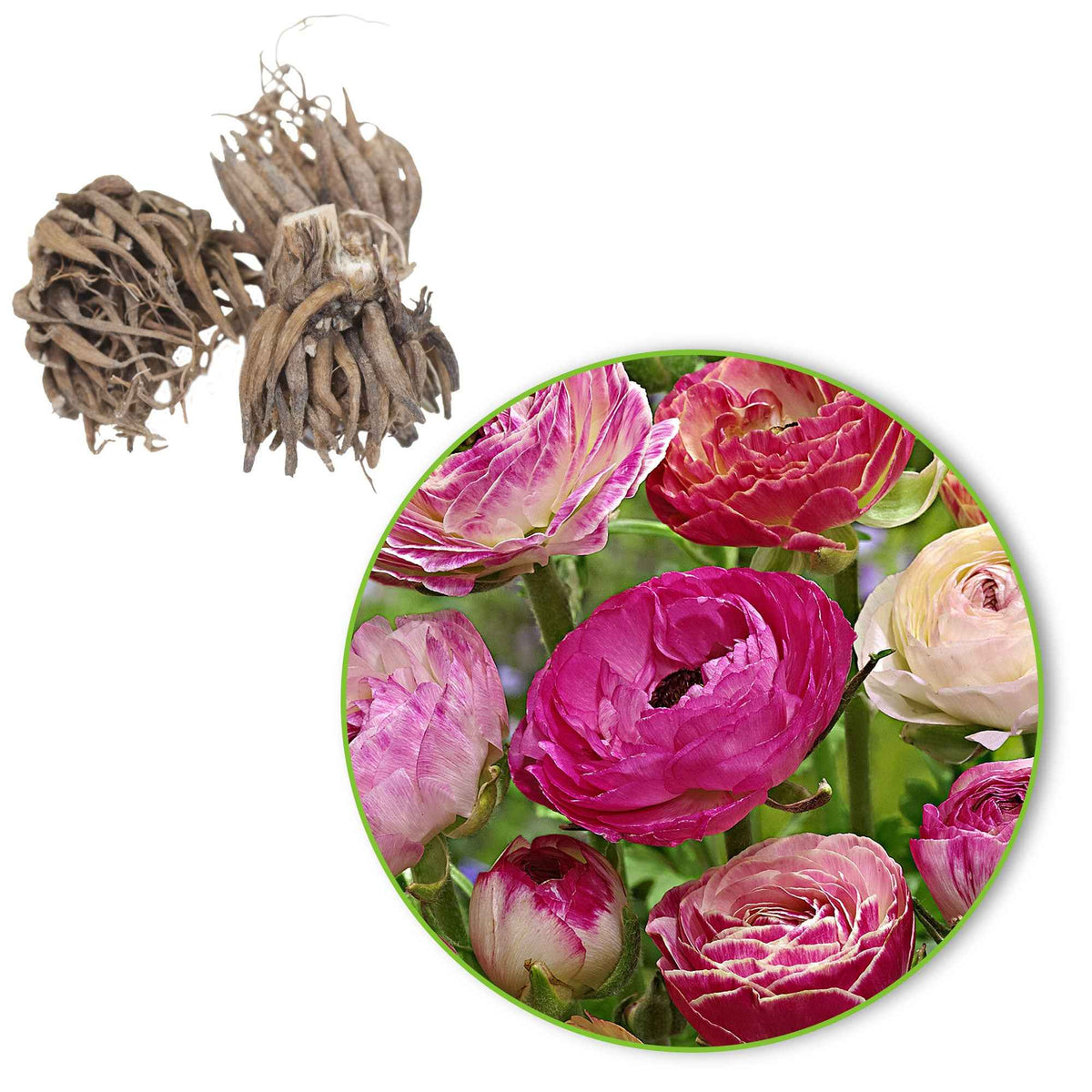 Ranonkel 'Peony Blend' (x15) - Ranunculus asiaticus 'Peony blend' - Bakker