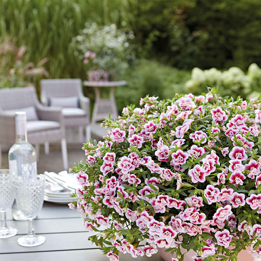Petunia 'Pinktastic Double' (x3) - Bakker