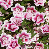 Petunia 'Pinktastic Double' (x3) - Calibrachoa hybride pinktastic - Perkplanten