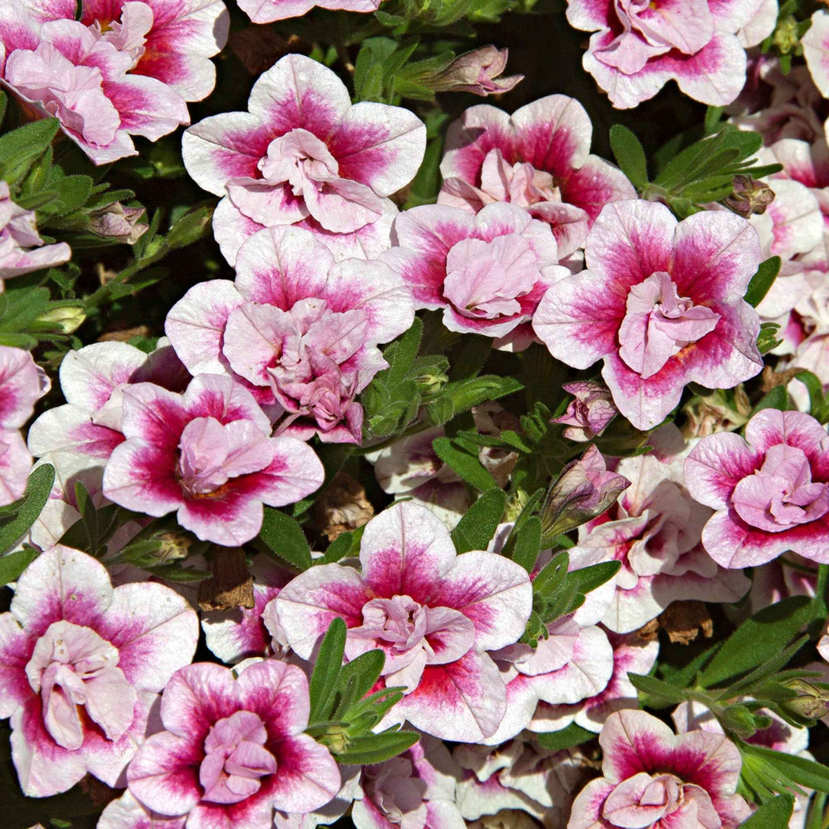 Petunia 'Pinktastic Double' (x3) - Calibrachoa hybride pinktastic - Bakker