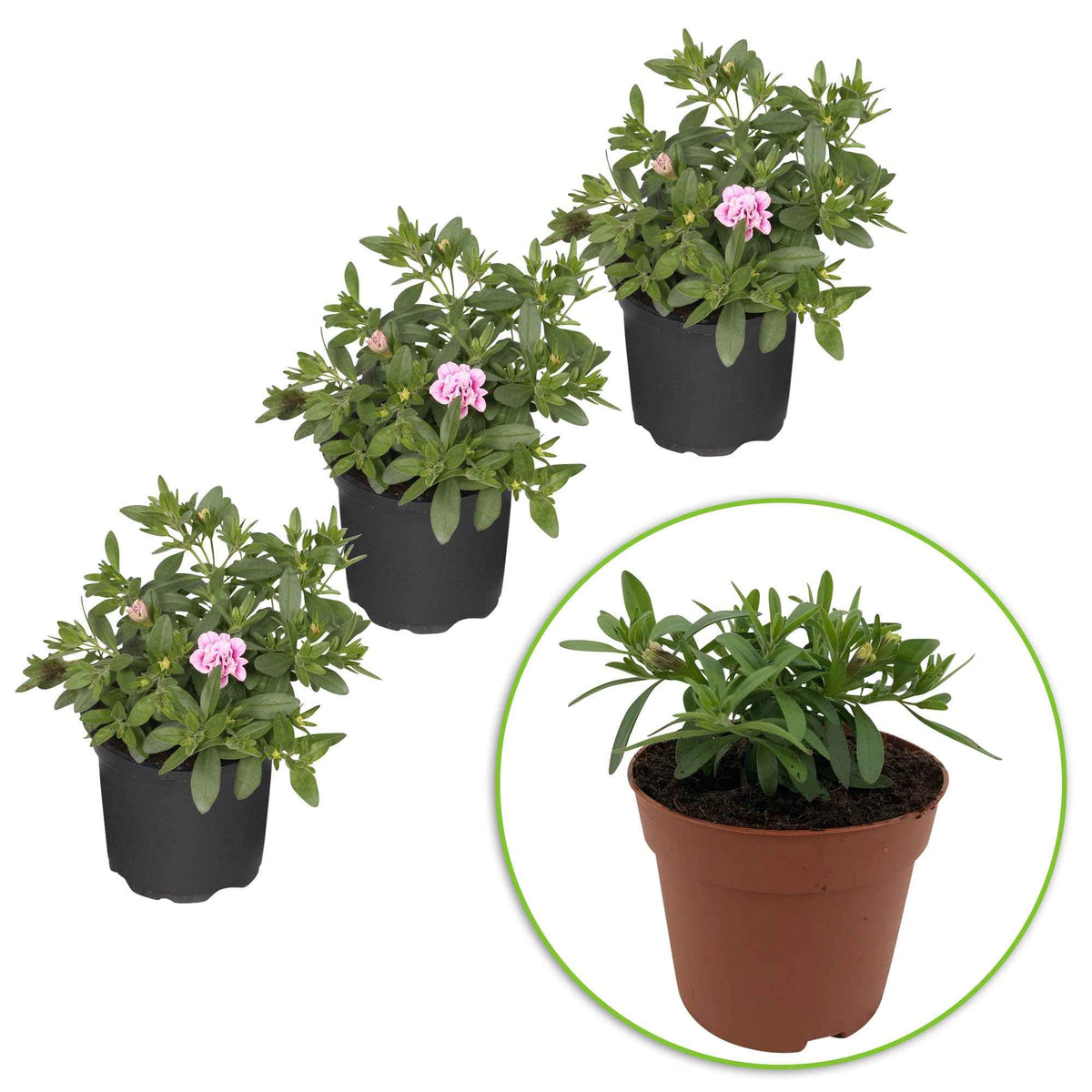 Calibrachoa hybride pinktastic - Petunia 'Pinktastic Double' (x3) - Petunia en Calibrachoa