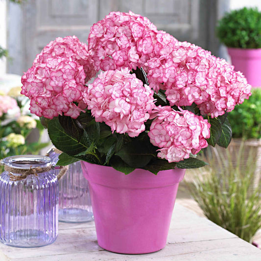 Boerenhortensia 'Miss Saori'® - Bakker