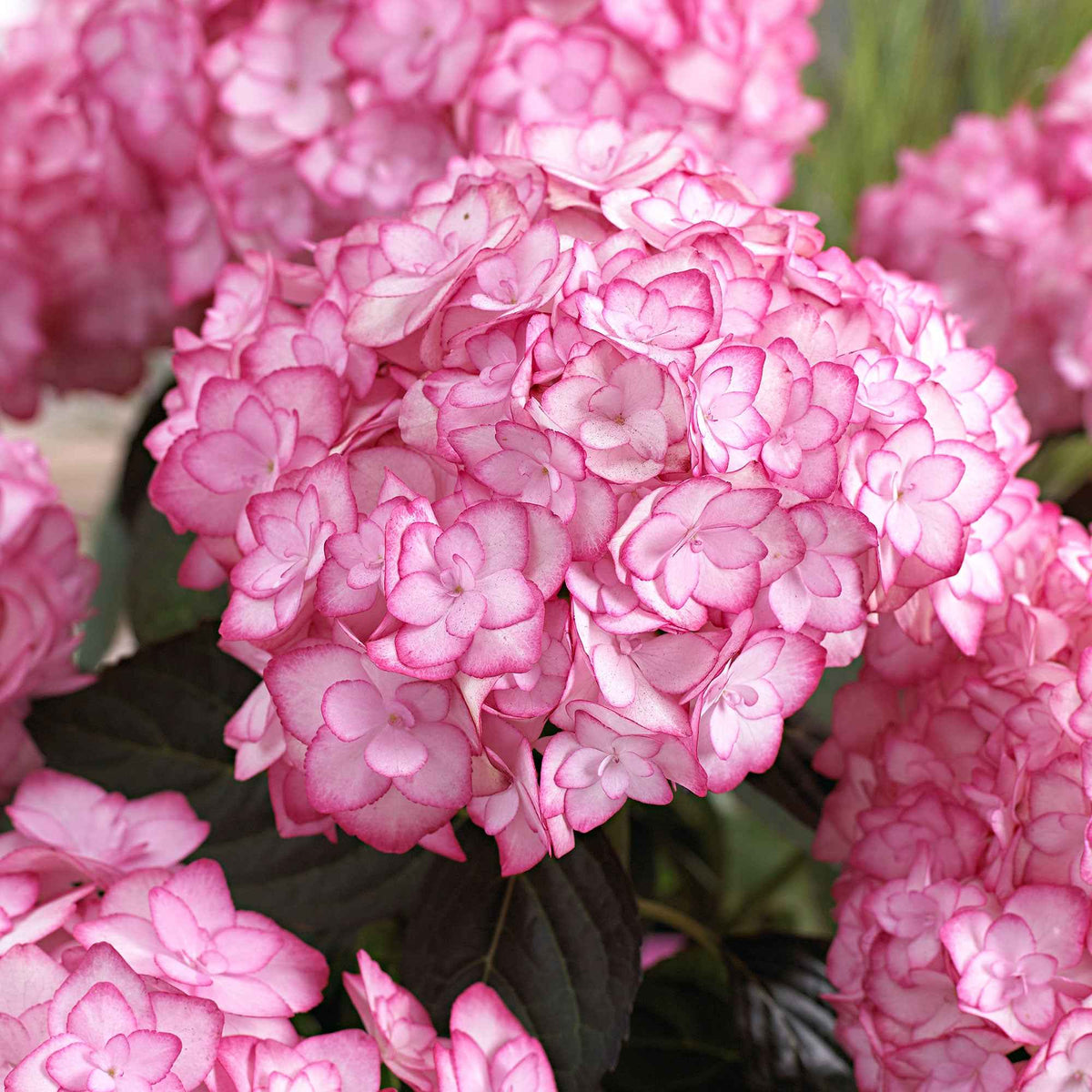 Boerenhortensia 'Miss Saori'® - Hydrangea macrophylla miss saori (h2002) - Bakker