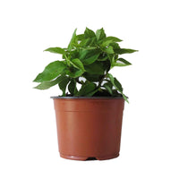 Boerenhortensia 'Miss Saori'® - Hydrangea macrophylla miss saori (h2002) - Hortensia