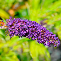 Vlinderstruik 'Empire Blue' - Buddleja davidii Empire Blue - Bakker