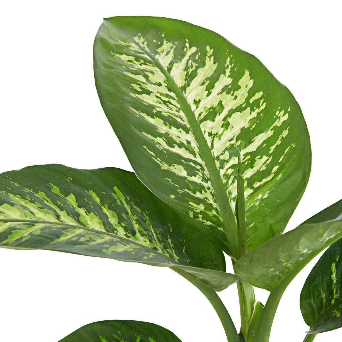 Dieffenbachia Tropic Snow - Dief van Bagdad 'Tropic Snow' - Dieffenbachia