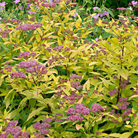 Spierstruik 'Goldflame' - Spiraea japonica goldflame - Heesters en vaste planten